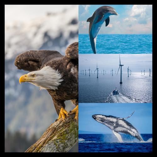 Stop wind farms from destroying Earth's wildlife!