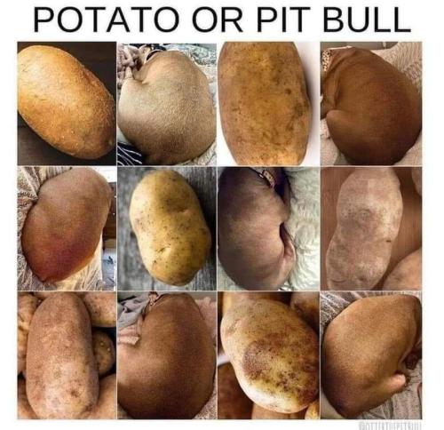potato pf pitbull