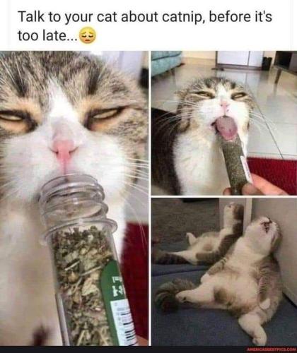 catnip