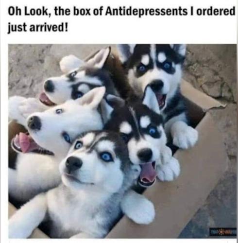 Screenshot_20230905_202313_Chrome