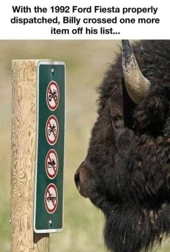 Billy the Buffalo carving his notches