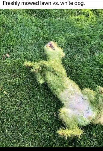 fresh cut grass