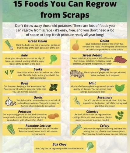 Food to grow from scraps