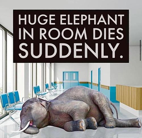 Elephant in room dies suddenly