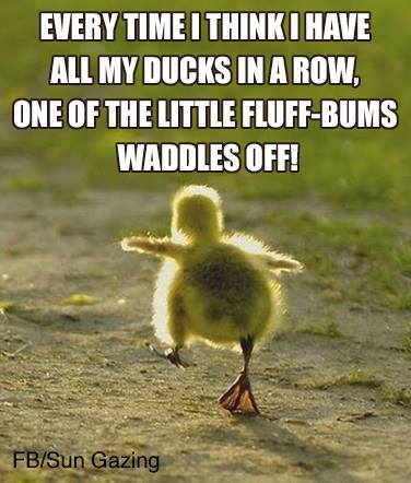 10593072_403654689789366_1985756326827207856_n