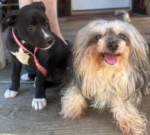 Dixie and Mia on 9 4 23 close up