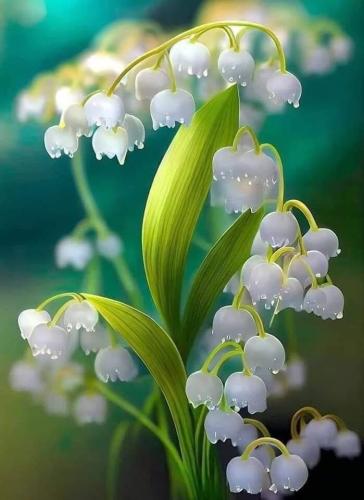 Morning bells with dew