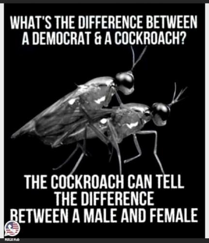 cockroach m