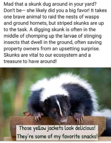 Skunks and yellowjackets