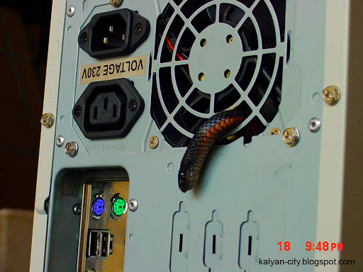 1-Snake-Found-In-A-Computer