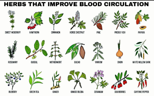 Best Herbs for blood circulation