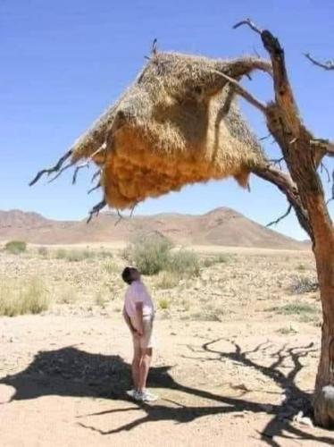 Sociable Weaver bird nest