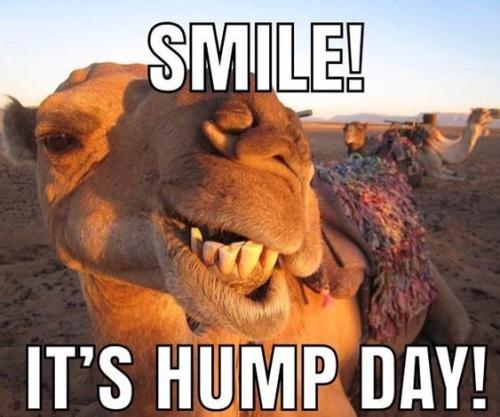 1-Hump Day