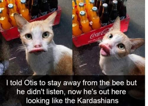 cat got stung