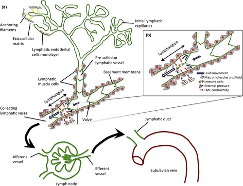 GLAND SYSTEM