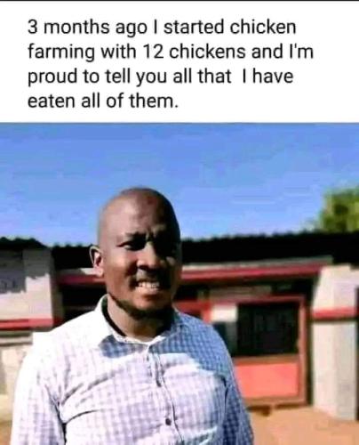 12 chickens
