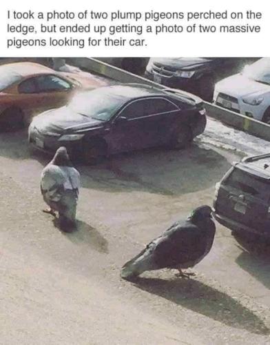 big pigeons