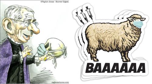 Fauci's sheep