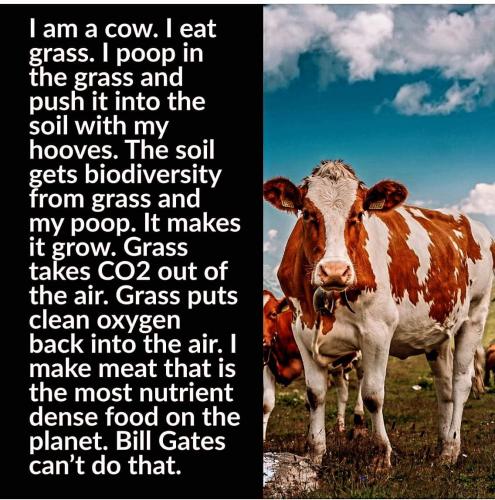 I am a cow