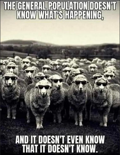 sheeple75