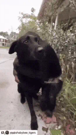 Monkey petting Dog