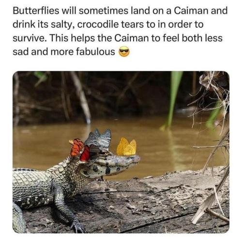 butterflies