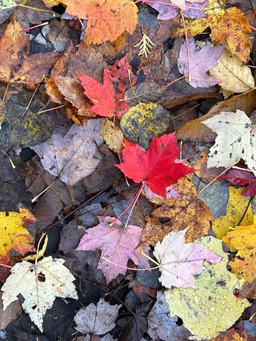 FB_IMG_1698669615528