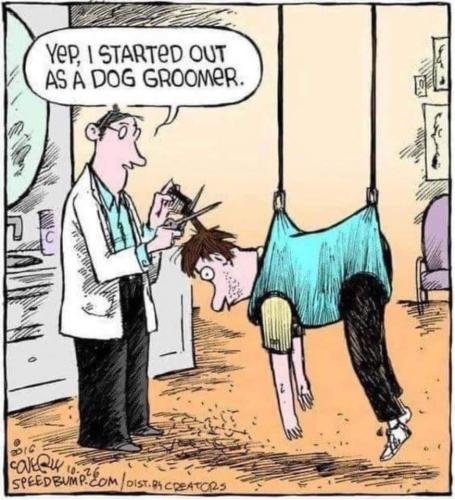 dog groomer