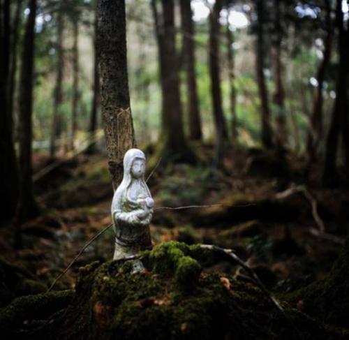 Aokigahara Forest, Japan 4