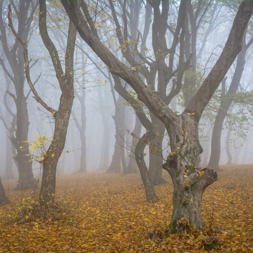 Hoia-Baciu Forest, Romania 1