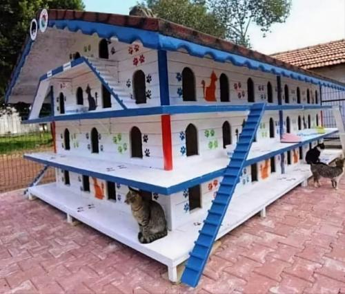 FB_IMG_1696431747233