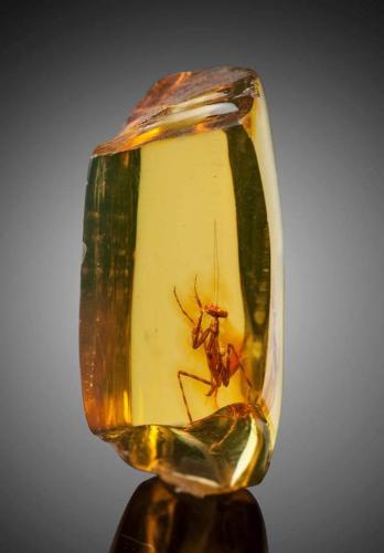 A praying mantis that was trapped in amber approximately 12 million years ago.