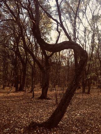 Hoia-Baciu Forest, Romania 4