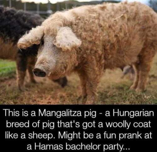 FB_IMG_1698156735392