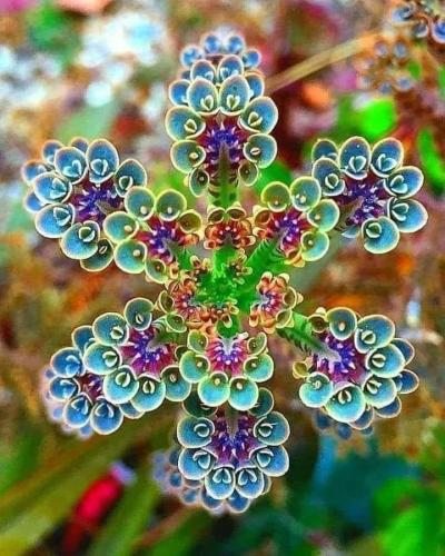 FRACTAL FREQ FLOWER
