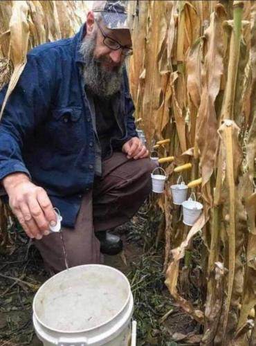 Harvesting corn syrup.