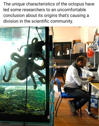 The origin of Octopuses 🐙