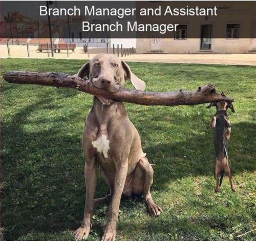 branch manager