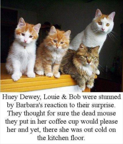 Screenshot_20231118_164435_Wimkin Free Speech Social Media