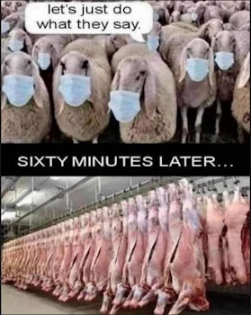 sheeple77