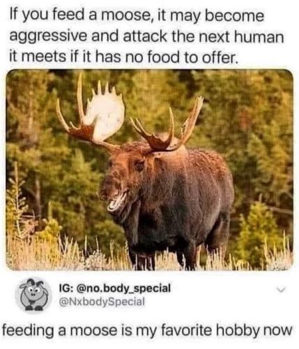 moose