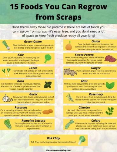regrow from scraps