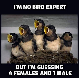 im no bird expert
