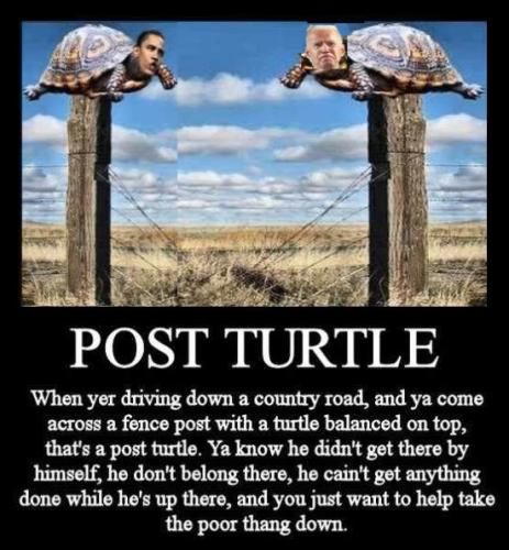 biden+post_turtle-2908682277