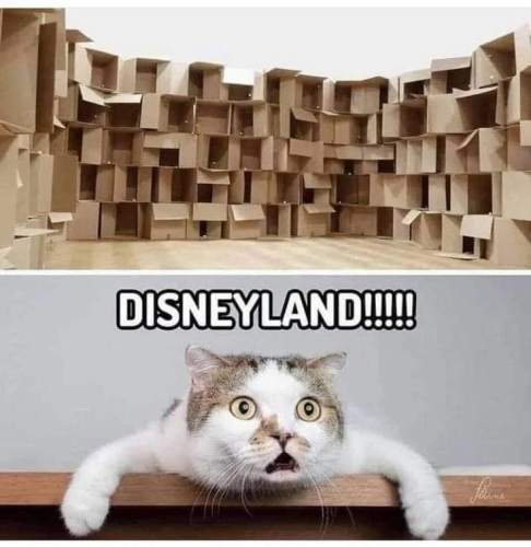 CatGoesToBoxDisneyland11-23