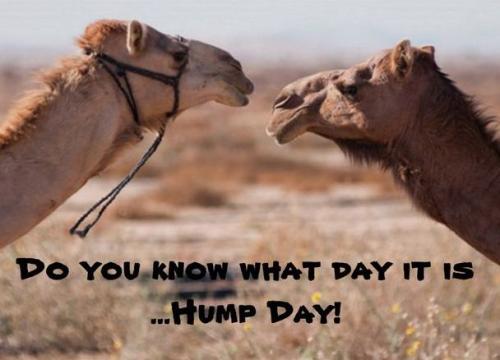 1-Hump Day