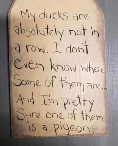 my ducks