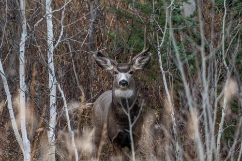 Sam-Cook_BuckMuleDeer