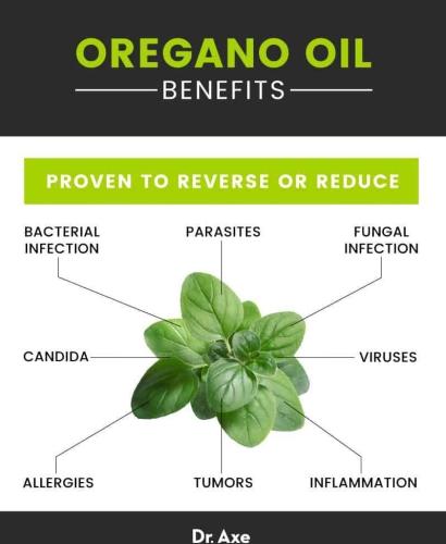 Oregano Oil Health Benefits