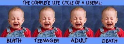 life cycle baby liberal